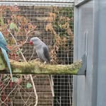 Darryl Collins - @dcbirdworld - Instagram