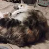 Darryl Cummings - @caterina204312 - TikTok