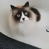 Darryl Diamond - @darryl.diamond8 - TikTok