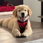 A golden named Darryl 🐾 - @agoldennameddarryl - Instagram