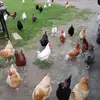 Darryl Griffith - @myfreerangechickens - TikTok