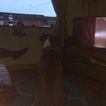 Darryl Harty - @darryl_harty11 - Instagram