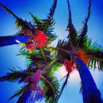 Darryl Hoffman - @grisinci - Instagram