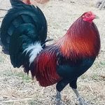 Darryl Keys - @darryl.keys.355 - Instagram