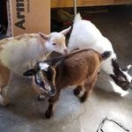 Larry Darryl Darryl - @larry_darryl_and_darryl - Instagram