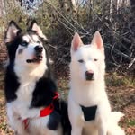 Darryl Locklear - @2_wildlings - Instagram