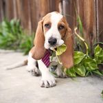 Darryl Basset - @darryl_longbody - Instagram
