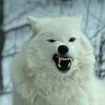 Daryl Mackey - @wolf2walk - Instagram
