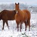 Daryl Mooney - Facebook