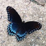 Darryl Murdock - @helpappeop - Instagram
