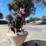 Darryl Oakley - @aussiedazzla_75 - Instagram