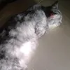 DarrylOchoa - @keegaptgc8h - TikTok