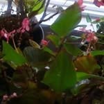 Daryl Sutton - @dscs.animas - Instagram