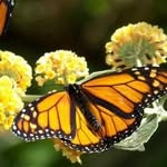 Darryl Swartz - @emmasbutterflyranch - Instagram