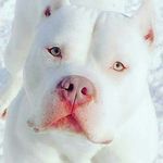 Darryl Trimble - @trimbledarryl - Instagram