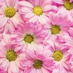 Darrell Varner - @varnerdarrell14 - Instagram