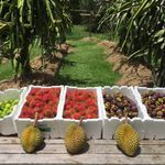 Daintree Exotics - @darryl.werner - Instagram