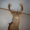 darrylwhaley3 - @darrylwhaley3 - TikTok