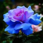 Darshanie Persaud - @persauddarshanie35 - Instagram