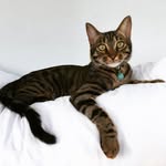 Darwin😼 & Diamond😻 - @darwinanddiamond - Instagram