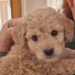 Darwin Drake (Lord of the Manor) - @darwin.thegoldencavadoodle - Instagram