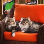The Maine Coon Boys - @drake.darwin - Instagram