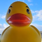 Darwin D'duck - @darwindduck - Instagram