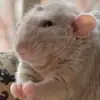 Darwin_Duck321🐶 - @darwin_duck321 - TikTok