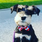 Darwin Duck - @darwin.duck.the.minischnauzer - Instagram