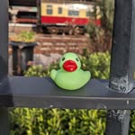Darwin The Duck - @darwinsdaysout - Instagram