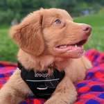 Darwin the Duck Toller - @darwintheducktoller - Instagram