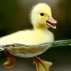 DarwintheDuck1 - @darwintheduck1 - TikTok