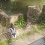 Donny and Dolly - @ducksofdarwin - Instagram