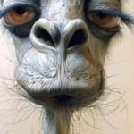 Gabriele Di Benedetto - @darwinduck012 - Instagram