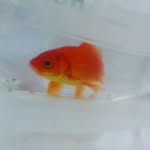 Darwin Fish - @_darwin_swims - Instagram