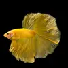 Darwin fish - @peirs7 - TikTok