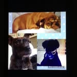 Dog_lovers_darwin_frank_poppy - @dog_lovers_darwin_frank_poppy - Instagram