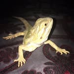 Darwin & Friends - @darwin_and_his_reptile_friends - Instagram