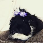 Darwin+Friends - @darwin_n_friends - Instagram