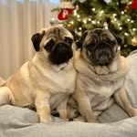 Darwin & George 🐷🐷 - @darwin_and_george - Instagram