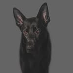 Darwius Fénixův měsíc - @darwin_germanshepherd - Instagram