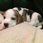 Darwin Green - @darwinbeagleboy - Instagram