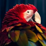 Darwin the Green Winged Macaw - @diaries_of_darwin - Instagram