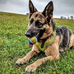 Darwin Hamilton - @gsdcalledsasha - Instagram