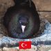 Harun Turan - Facebook