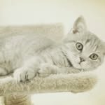 Darwin House of brits - @darwinhouseofbrits - Instagram
