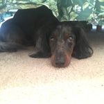 Darwin T. Jackson - @the.lilboog.dachshund - Instagram