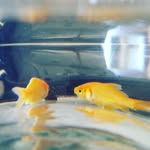 Darwin Darter And Loki Knight - @darwindarterloki - Instagram