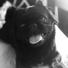 Ya Best Doggo - @darwin_lawson_2 - TikTok