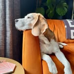 Darwin 🐾 - @darwinleeds - Instagram